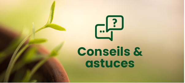 Conseils de désinsectisation pour le jardin